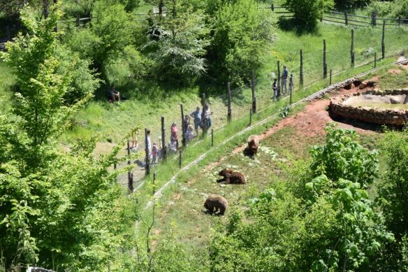Medvědi v Chorvatsku - Kuterevo
