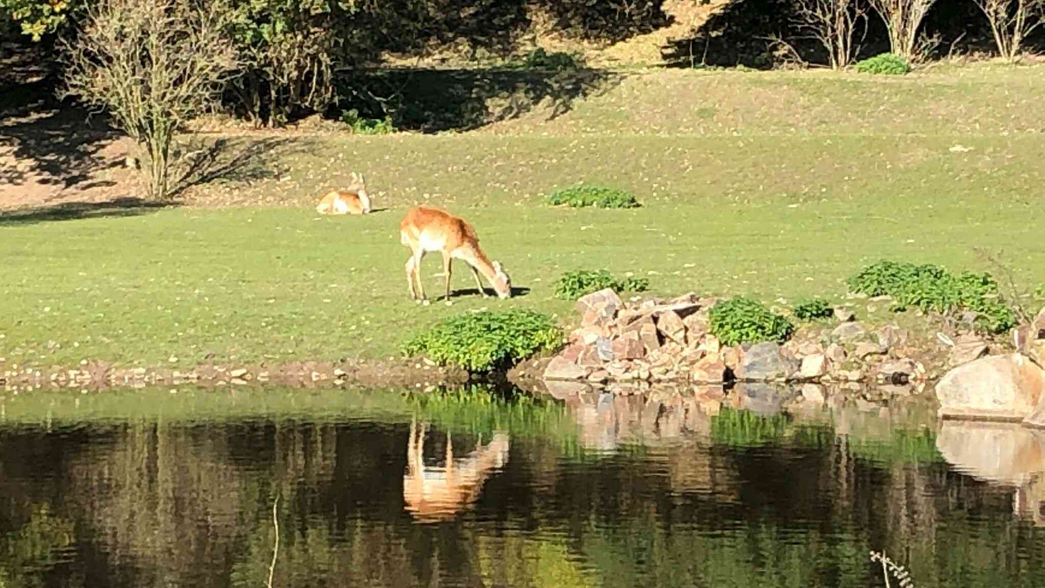 ZOO Plzeň - ilustrační foto